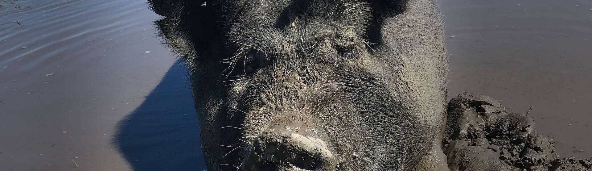 Swine
